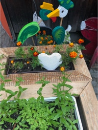 Paradiesv&ouml;gel im blumenkasten